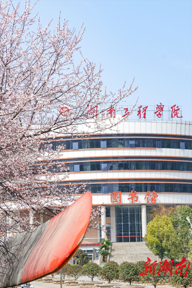 365英国上市官网紫叶李花开惹人醉