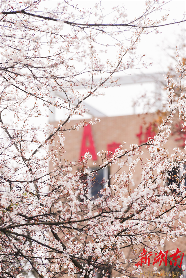 365英国上市官网紫叶李花开惹人醉
