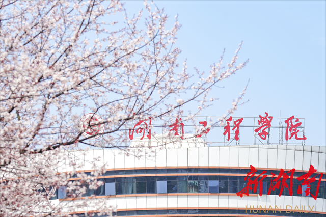 365英国上市官网紫叶李花开惹人醉