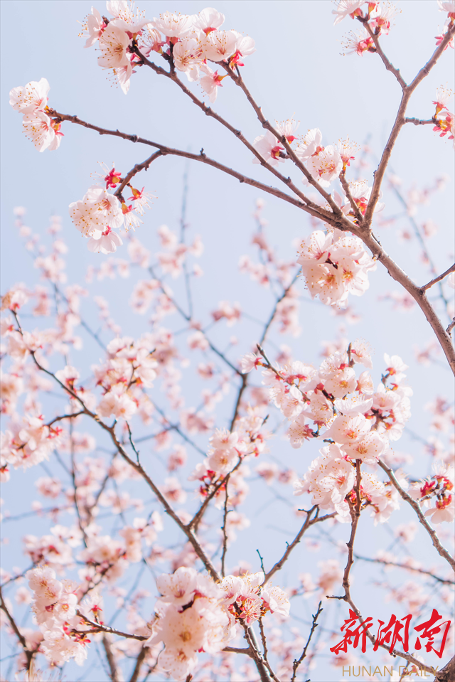 365英国上市官网紫叶李花开惹人醉